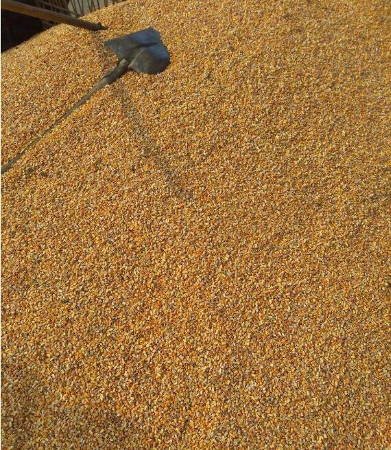 求购玉米碎米大豆高粱等