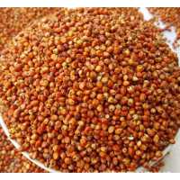 永红丰大量求购：玉米棉粕高粱碎米麸皮大豆