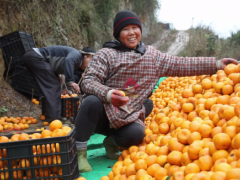 ​泸溪椪柑助销纪实：没卖过水果的退伍军人采购12000斤