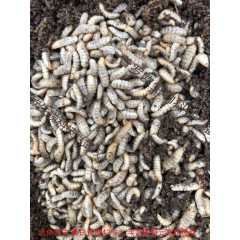 黑水虻 虫卵 活体幼虫 冷冻鲜虫 虫干 虫粉 虫粉肥图2