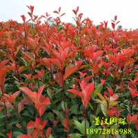 红叶石楠苗、高30-50公分红叶石楠