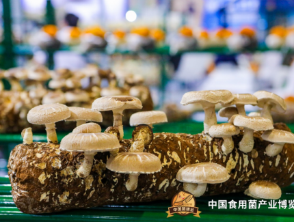 第三届中国食用菌产业博览会6月10日在福州开幕