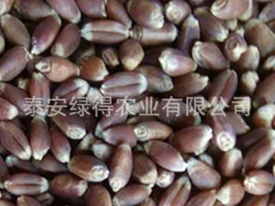 紫麦1号黑小麦种子 产量高 散装黑小麦种子优质高产黑小麦种子图2
