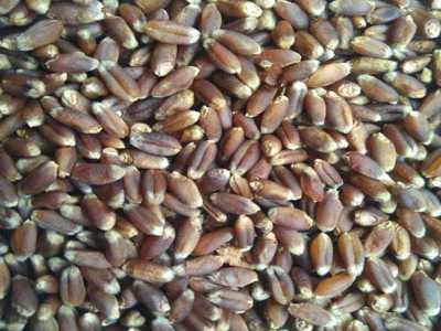 紫麦1号黑小麦种子 产量高 散装黑小麦种子优质高产黑小麦种子图3