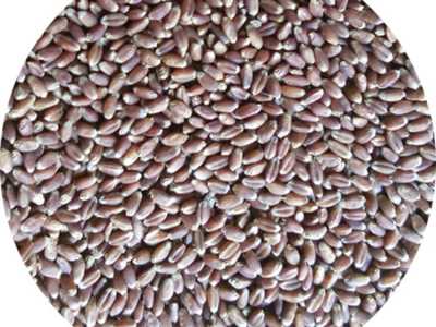 紫麦1号黑小麦种子 产量高 散装黑小麦种子优质高产黑小麦种子图4