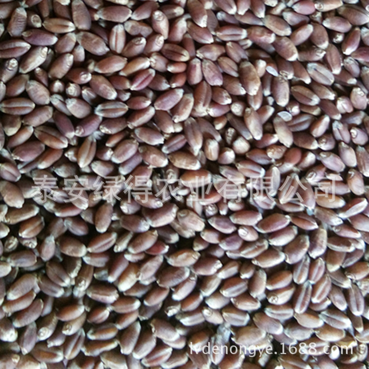 小麦种子1件1斤  营养保健品种-紫麦1号黑小麦种子 产量高 营养好散装黑小麦种子优质高产黑小麦种子示例图3