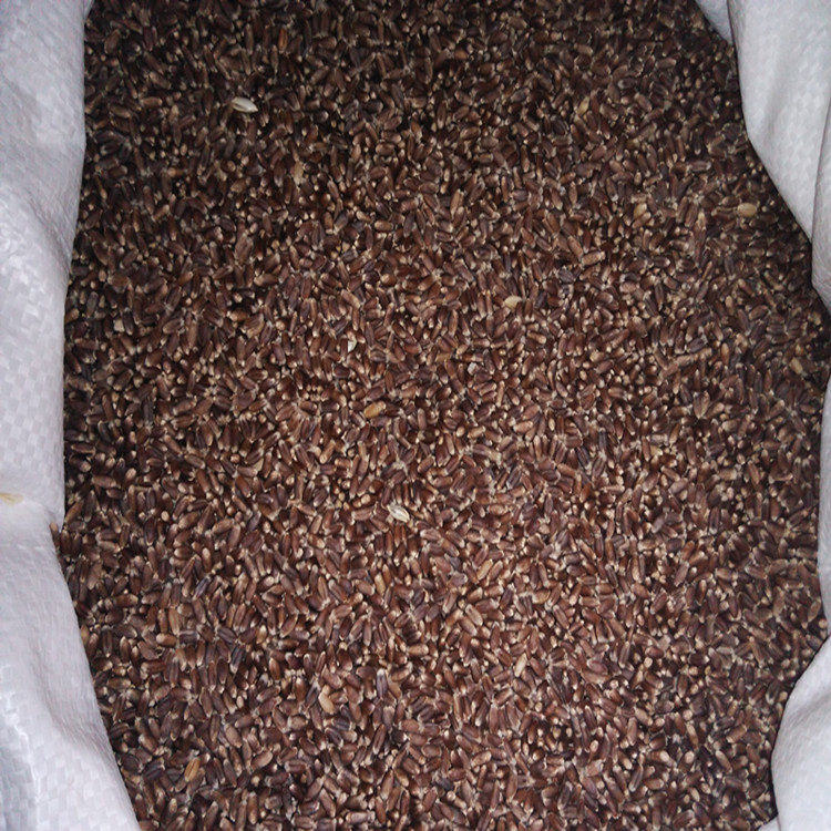 小麦种子1件1斤  营养保健品种-紫麦1号黑小麦种子 产量高 营养好散装黑小麦种子优质高产黑小麦种子示例图4