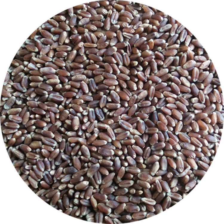 小麦种子1件1斤  营养保健品种-紫麦1号黑小麦种子 产量高 营养好散装黑小麦种子优质高产黑小麦种子示例图2