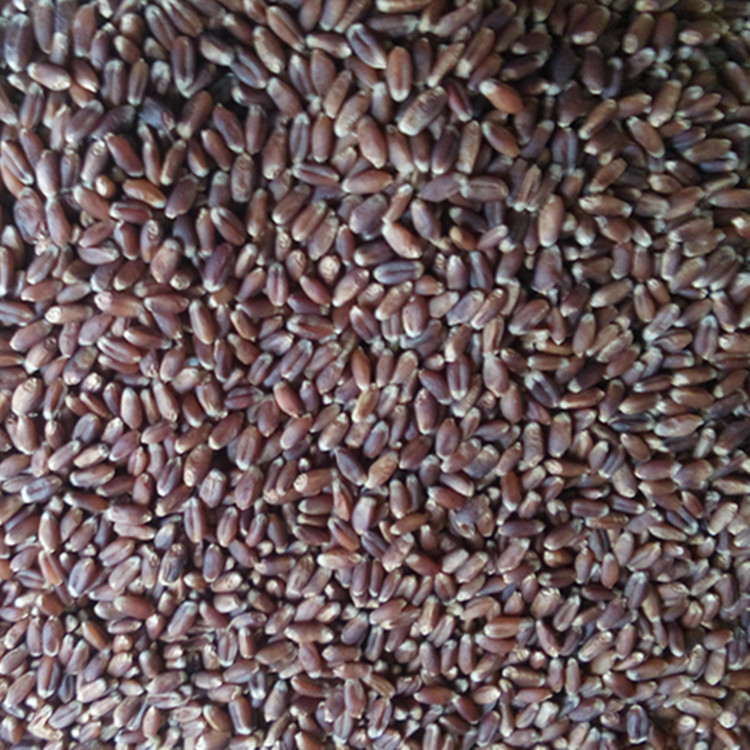 小麦种子1件1斤  营养保健品种-紫麦1号黑小麦种子 产量高 营养好散装黑小麦种子优质高产黑小麦种子示例图1