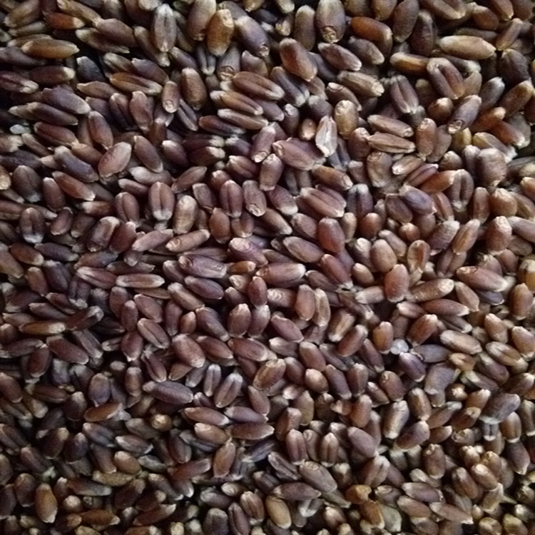 小麦种子1件1斤  营养保健品种-紫麦1号黑小麦种子 产量高 营养好散装黑小麦种子优质高产黑小麦种子示例图6