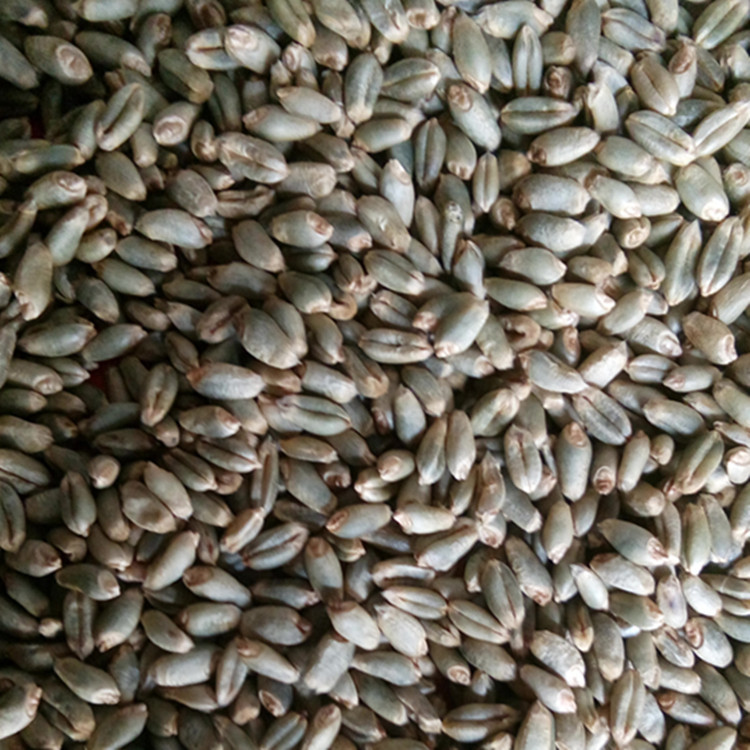 散装1件=1斤  欣绿得厂家供应绿小麦种子厂家 绿粒小麦种子(绿小麦种子绿得1号)散装绿小麦种子绿小麦的种植示例图3