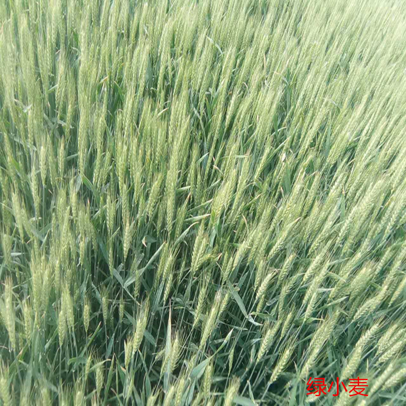 散装1件=1斤  欣绿得厂家供应绿小麦种子厂家 绿粒小麦种子(绿小麦种子绿得1号)散装绿小麦种子绿小麦的种植示例图5