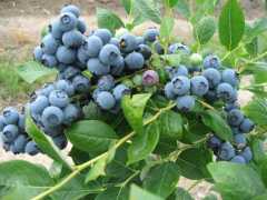 四川蓝莓种植面积超10万亩 鲜果产量全国第二