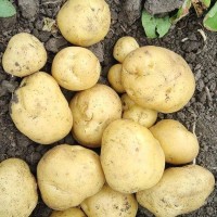供应吉林优质土豆