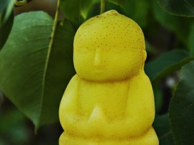 大量人参果批发，一年四季长期供应，低价出售。农户直销！！！图1