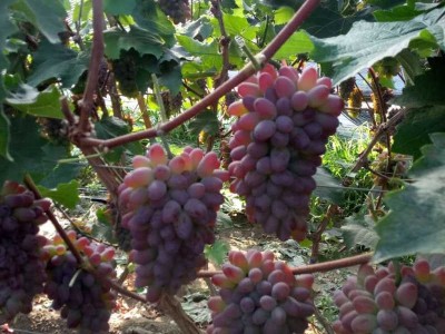 出售吉林着色香葡萄苗早熟品种、长春京亚葡萄苗批发价格