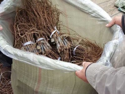 出售吉林着色香葡萄苗早熟品种、长春京亚葡萄苗批发价格图3