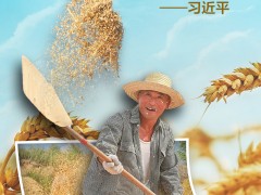 夏收时节 习近平“粮”言话农桑