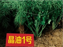 2023庆油杯湖南省油菜种植高手争霸赛即将启幕，汽车大奖等你来挑战！