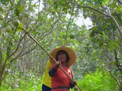 吴川橘源合作社打造长岐镇振兴“黄金引擎”