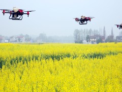 油菜“一促四防”技术要点