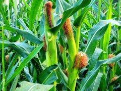 我国玉米育种迈入精准设计时代