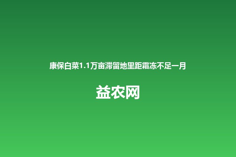 康保白菜1.1万亩滞留地里距霜冻不足一月 冷库库容吃紧部分农