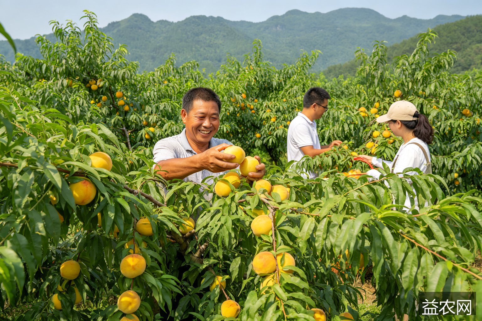 湖北浠水王军弃商归乡栽黄桃 两百多亩黄桃园走出种植采摘电商联