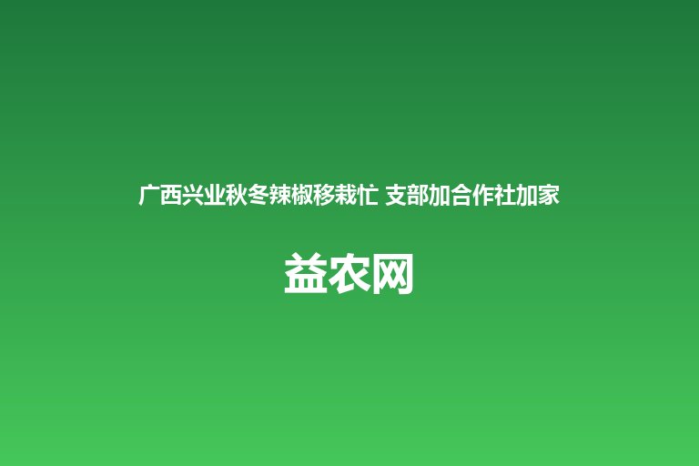 广西兴业秋冬辣椒移栽忙 支部加合作社加家庭农场加基地加农户模
