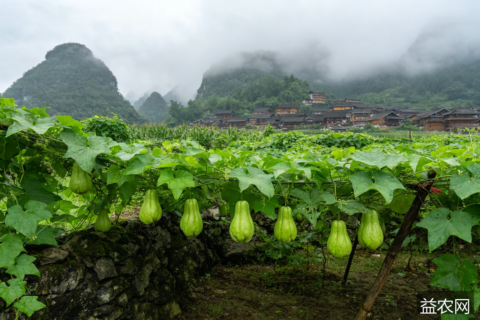 贵州惠水弄苑村石旮旯种出佛手瓜 借东西部协作远销粤港澳大湾区