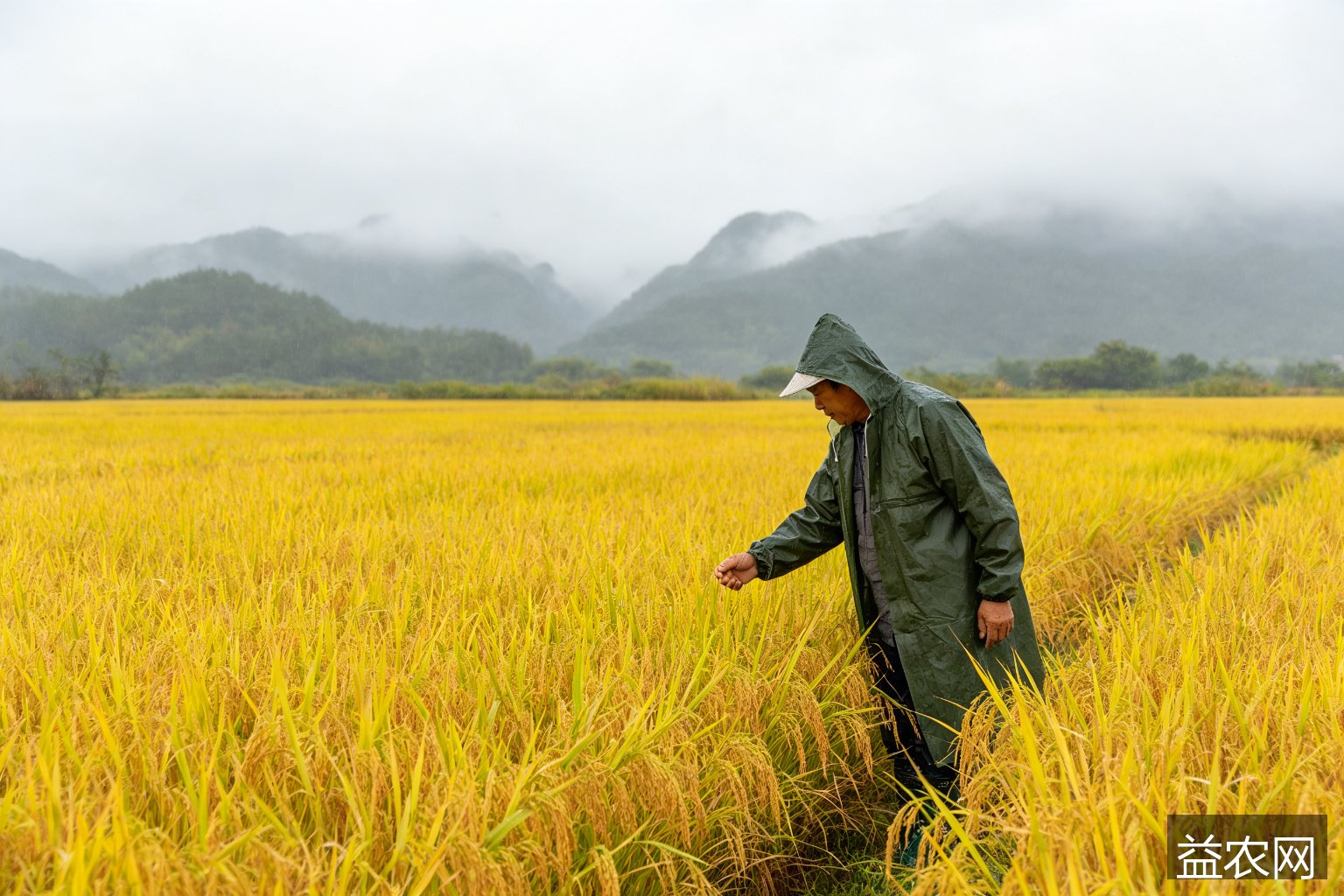 中央气象台:18日川东渝北鄂西黔北部分地区中到大雨 秋收次适