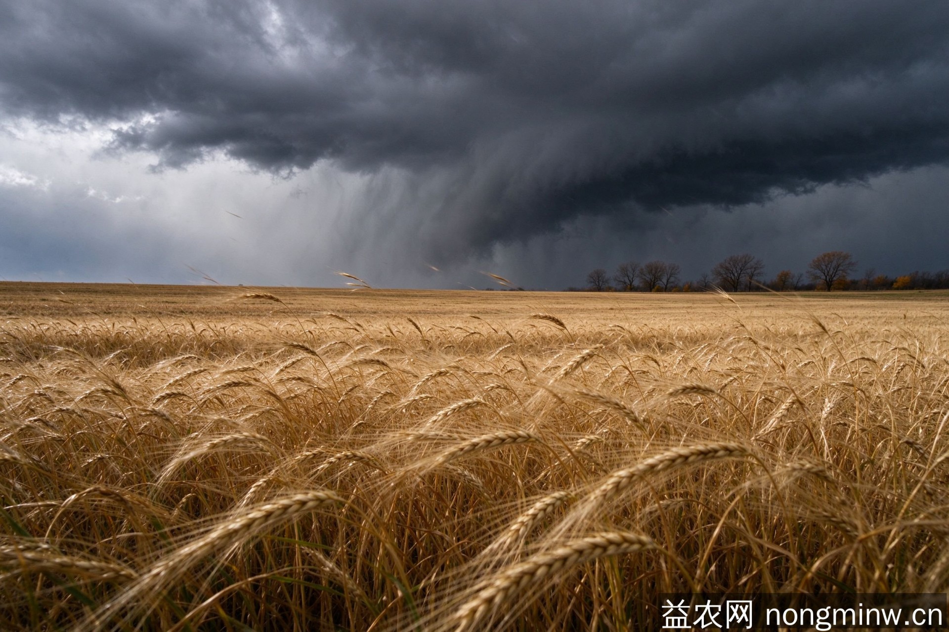 11至13日冷空气影响北方大部降温4至6℃ 东北有雨雪秋收注意防范