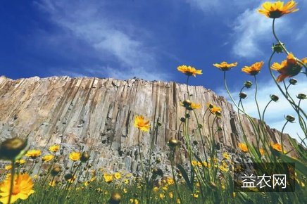青岛“村播”矩阵年销农产品超700万元 直播化解集中上市滞销
