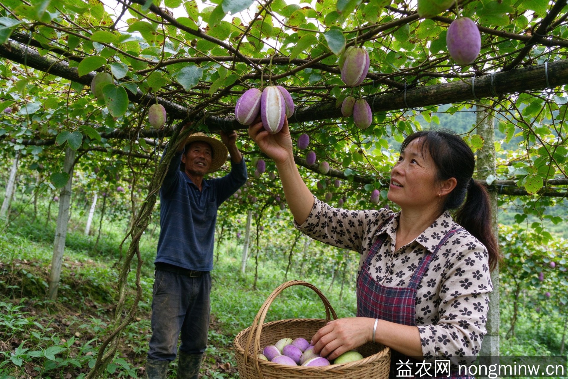 贵州息烽坪上村农旅融合 菊花八月瓜基地带动176户稳定务工 人均年收入达2.3万
