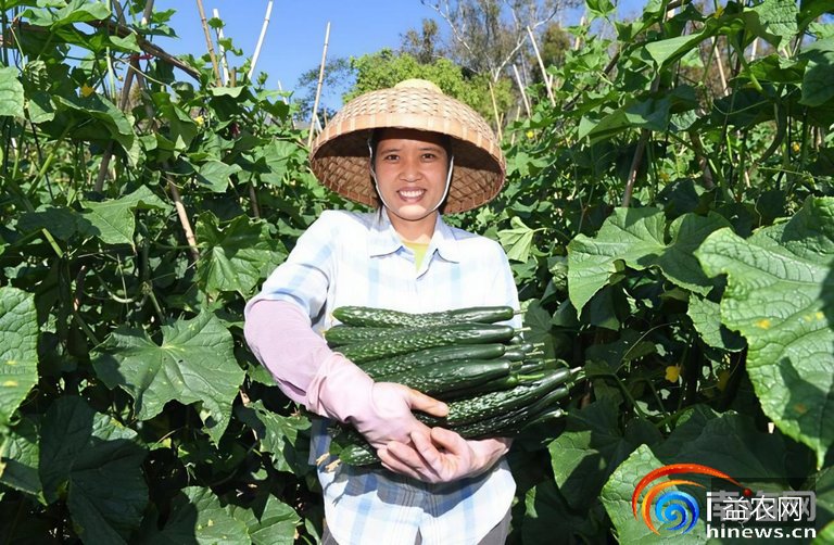 三亚那受村:村集体收入四年十倍 增至260万元